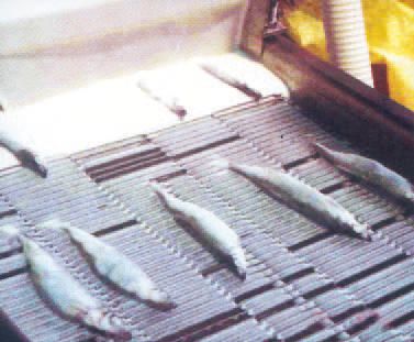 Automatic Batter And Crumb Breading Production Line - Fisher are sent out with powder/curmb coated.